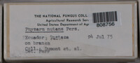 Physarum nutans image